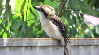 Laughing Kookaburras in the wild, Australia