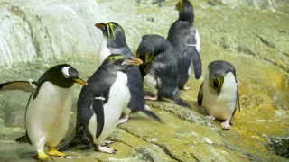 Macaroni Penguins on Exhibit | Central Park Zoo