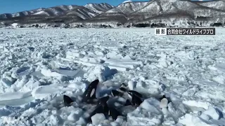 На границе между Россией и Японией во льдах гибнет семья косаток