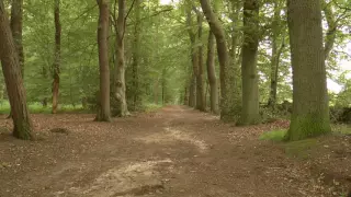Nature Sounds: Dutch Forest Trail with Relaxing Bird Sounds