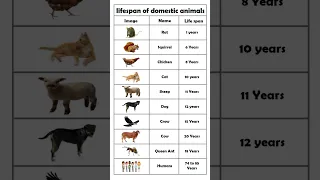 Lifespan of domestic animals