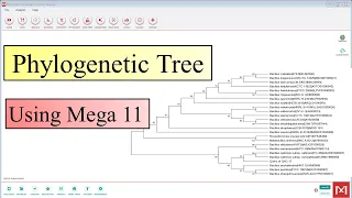 Construct a Phylogenetic Tree using Mega 11