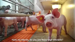 Modern Pig Farm - Fresh Pork Production Proces