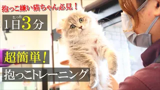 【1日たった３分】これであなたも抱っこマスター！猫の嫌がる抱っこを毎日一緒にトレーニング！