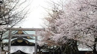 Tokyo’s “Index” Cherry Blossom Tree Story | the Sakura Forecast