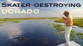 Dorado Takes at Iberá Marshlands - Pirá Lodge