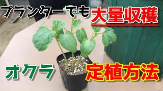 【オクラ】最初が肝心！これを見れば植え方の全てが分かります。【家庭菜園】