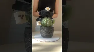 Торт кактус