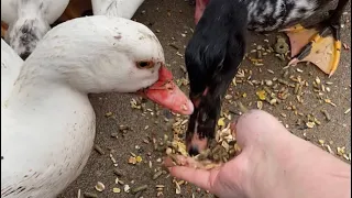 Feeding wild ducks