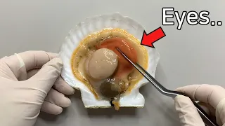 Scallop has 200 eyes ! - Scallop Dissection