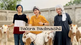 Bakra Badmashi | Short Story | Fatima Or Uski Chalakiyan