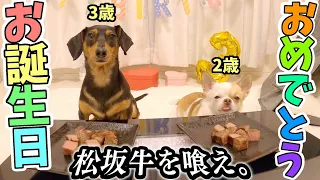 大好きな愛犬のために1万超で買った高級肉が3秒で消えたよ！