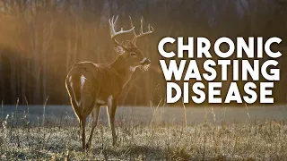 Should Humans Worry About CWD From Deer?