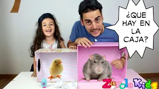 ¿QUÉ HAY EN LA CAJA? WHAT´S IN THE BOX CHALLENGE 📦 -ZarolaKids- caja a ciegas