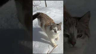 Кошка Лукерья,- гроза района