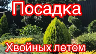 ПОСАДКА ХВОЙНЫХ ЛЕТОМ!  СМОТРИТЕ- ЭТО ВАЖНО ЗНАТЬ🔥🔥