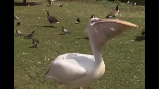 Pelican swallows a duck