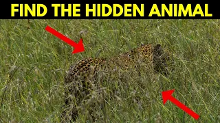 FIND THE HIDDEN ANIMAL GAME |  🦓 Can you find the hidden animals? 🐒