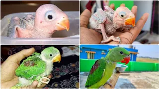 Growing Indian Parrot Babies | Baby Alexanderine Parrot Growth Stages