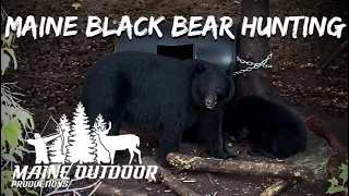 CRAZY FIRST WEEK BIG SOW ENCOUNTER! - MAINE BLACK BEAR HUNTING 2022