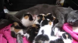 'Adorable Kittens and Cute Mother Cats' Compilation 2015   FunnyTV