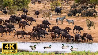 4K African Wildlife: Aberrardar National Park, Kenya - Scenic Wildlife Film With Real Sounds