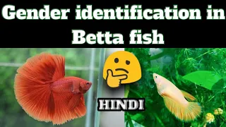 How to identify male and female in Betta fish in #Hindi//#Hyderabad