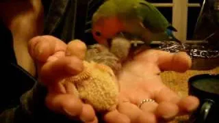 Pippin lovebird meets his 2 week old baby siblings for the 1st time - 4-8-10