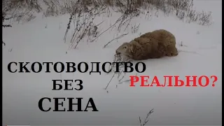 Скотоводство зимой без сена. Утопия, экстрим, реальность? Личный опыт.