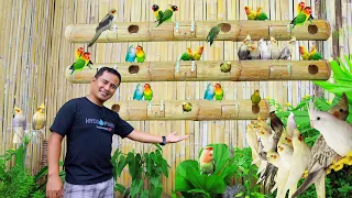 MY NATURAL AVIARY OF PARAKEET BIRDS - How to Build the Cheapest Nest for Lovebirds using Bamboo!!