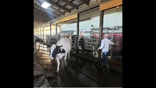 Pre-training  cows for Robotic milkers