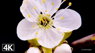 Cherry Blossom 4K Timelapse