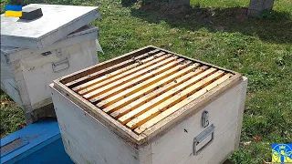 Вирівнювання бджолородин (08.04.24) 😄