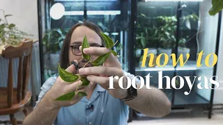 A guide on how to root Hoya cuttings