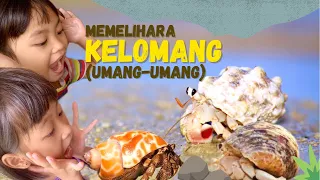 Serunya Memelihara Kelomang | Menghias Rumah Umang Umang Pantai | House of Hermit Crab