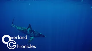 S2E2 | Sharks Eat Flies | Overland Chronicles