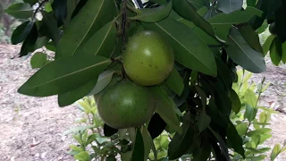 te invito a concer los zapotes,fruta natural .