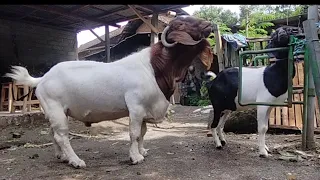 Big boer goat crosses with small goat for improving quality | Boer goats farm in village 22 November