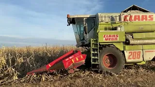 Уборка кукурузы 17 февраля 2022  Claas Mega 208