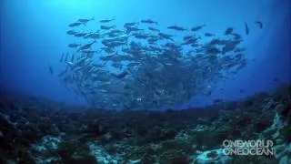 Celebrate World Oceans Day!    June 8th   YouTube