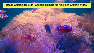 Ocean Animals for Kids | Sea Animals Part-1 Video #kidsvideo #kidslearningvideo #kidseducationvideo
