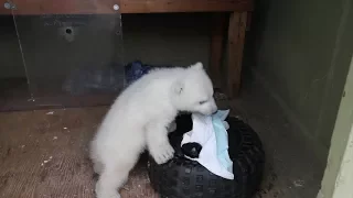 Polar Bear Cub at the Toronto Zoo 2012 (HD)