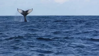 Episode 9: Humpback Whales in Samaná Bay | Dominican Republic | Sailing Baby Blue Season 2