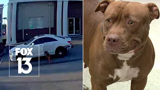 Video: Florida driver dumps dog in parking lot