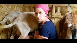 ПРОДАМ ДОЙНУЮ КОЗУ! НУБИЙСКАЯ КОЗА ИЗ НАШЕГО ХОЗЯЙСТВА//ПЕРВОКОТКА