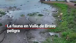 EL VALLE SE ESTÁ SECANDO | Muere fauna en presa de Valle de Bravo; advierten peligro por infecciones