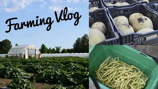 My day as a farm volunteer 👩‍🌾  Ottawa Food Bank farming vlog 🍈 Day in my life