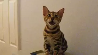 Bengals love to talk