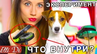 ЧТО ВНУТРИ РУЛЕТКИ ДЛЯ СОБАК? | ЭКСПЕРИМЕНТ С Элли Ди | Elli Di Собаки