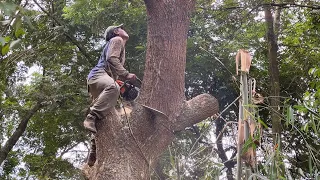 The first tree is too easy, the second tree is too difficult... Cut down 2 trembesi trees.